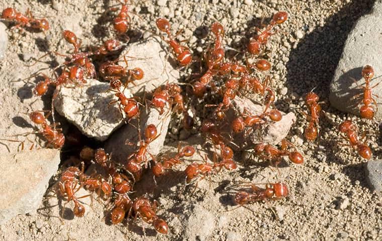a large colony of black ants clustered around  the opening of an ant hill on an outer banks property