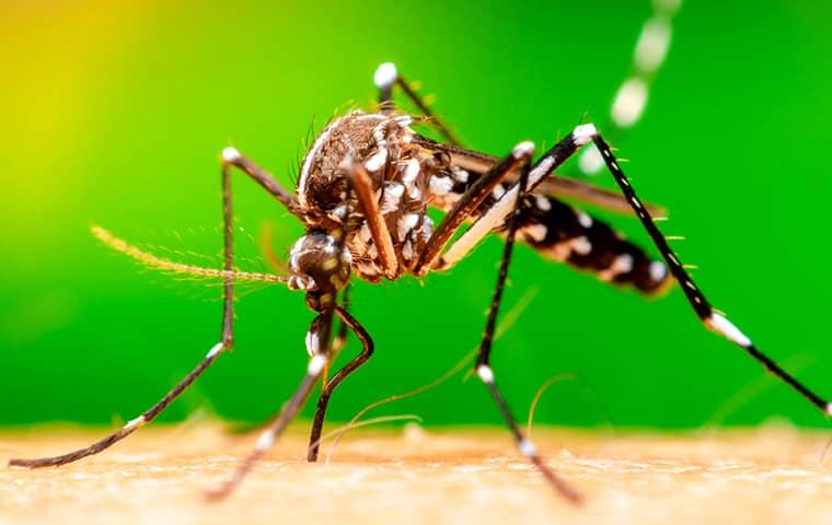 Prevent The Dangers Mosquitoes Can Bring To Your Yard a mosquito perched on the bare arm skin of a a Norfolk virgina resident one summer day