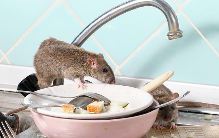 Reduce The Risk Of Rodent Related Dangers & Damages a rat infestation in a norfold virginia home during winter