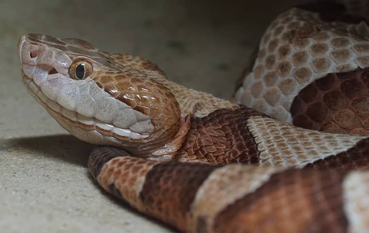 Blog Snakes In Your North Carolina Home