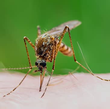 a mosquito biting an arm outside of a home in norfolk virginia