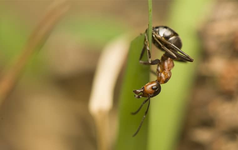 an acrobat ant outside in nags head north carolina