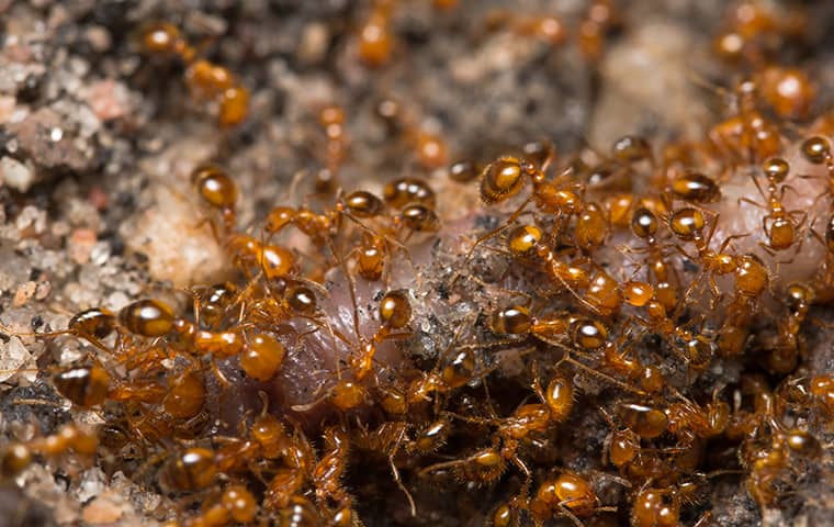 a swarm of fire ants in virginia beach 