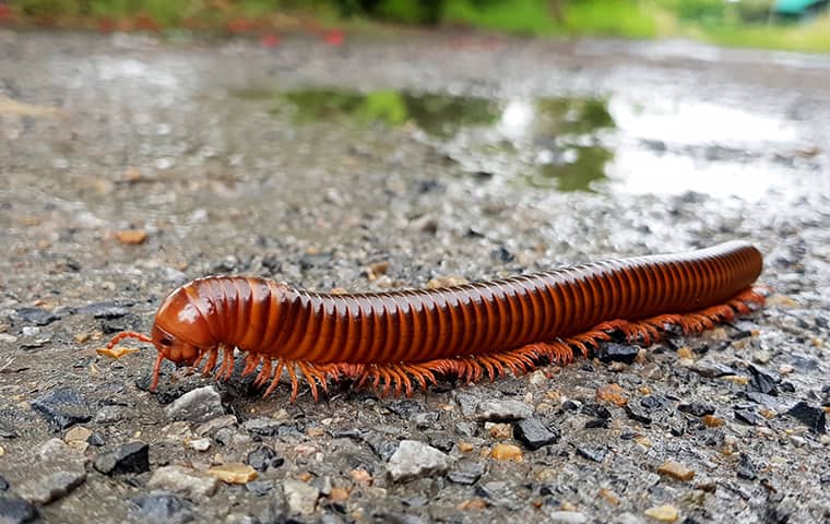 a millipede crawling on the ground outside of a home in kitty hawk north carolina