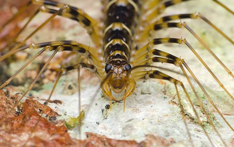 ein Tausendfüßler, der draußen in North Carolina krabbelt