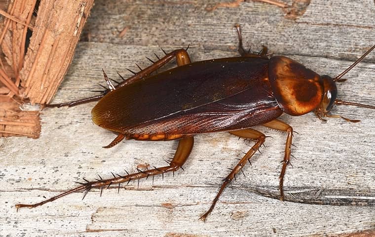 an american cockroach crawling on wood in avon north carolina