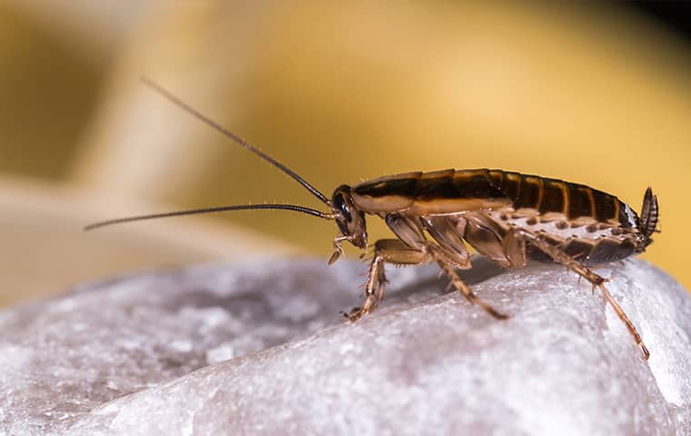 A Guide To Cockroaches In Nc Norfolk Virginia Beach Chesapeake Va