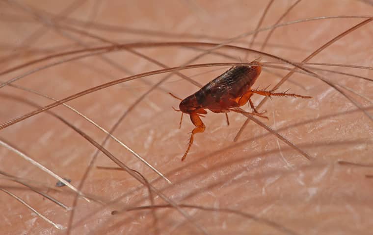 a flea crawling on human skin in carova north carolina