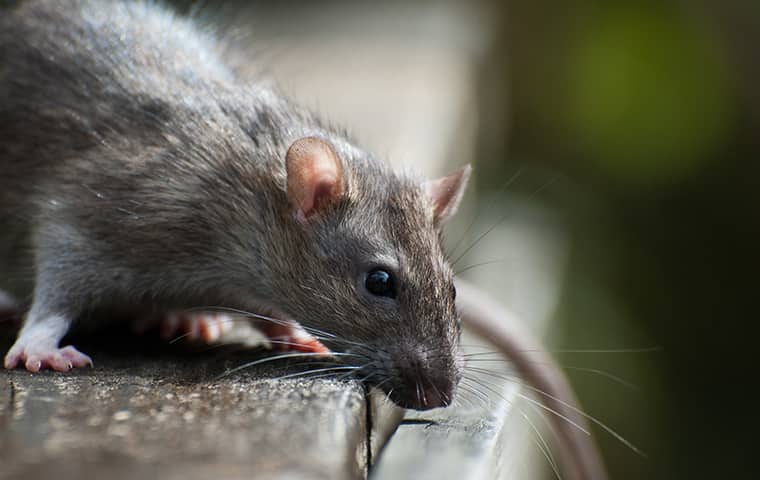 a rat peering over a ledge inside of a home in frisco north carolina