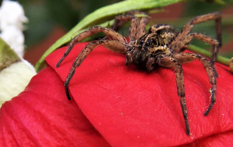 a wolf spider crawling on a rose in hatteras north carolina