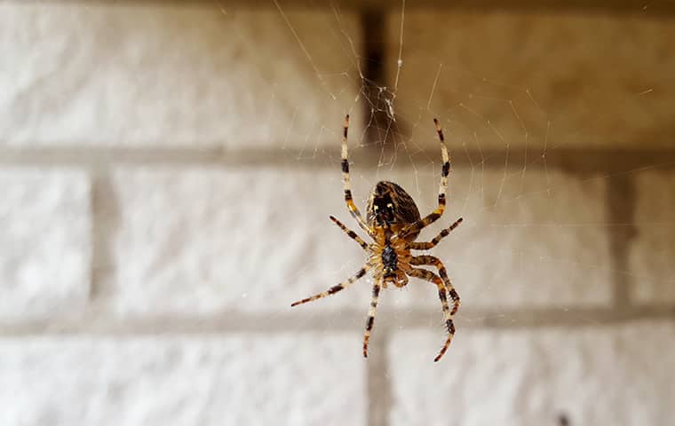 a house spider hanging from a web in virginia beach
