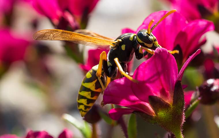 a wasp on a flower petal in oracoke north carolina