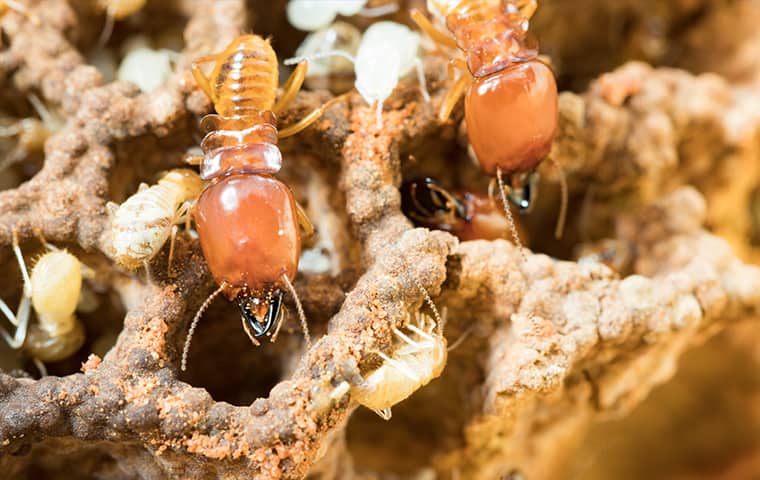 termites eating wood in corolla north carolina