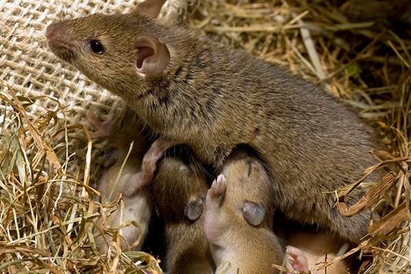 Blog Guide To Deterring Rodents In Portsmouth