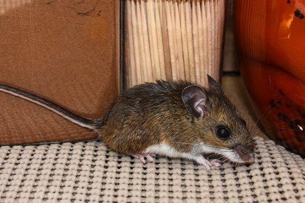 A house mouse in a pantry.