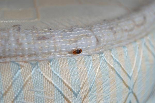 Top Signs You Have Bed Bugs