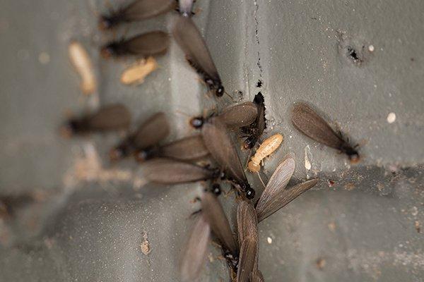 termite swarmers crawling on a house