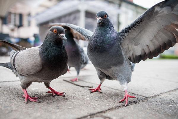 close up of pigeons in portsmouth ohio