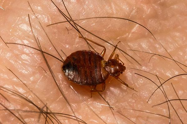 a bedbug crawling on skin in portsmouth ohio