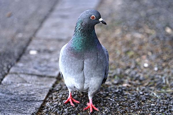 a pigeon walking on gravel in portsmouth ohio