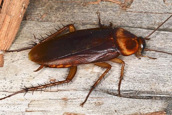 close up of a cockroach in portsmouth ohio
