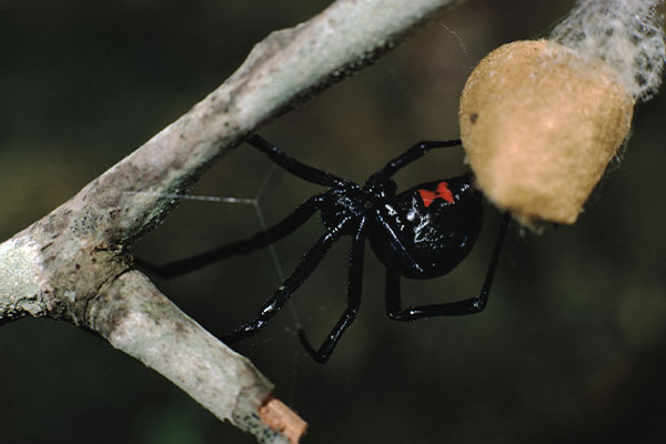 a black widow spider in portsmouth ohio