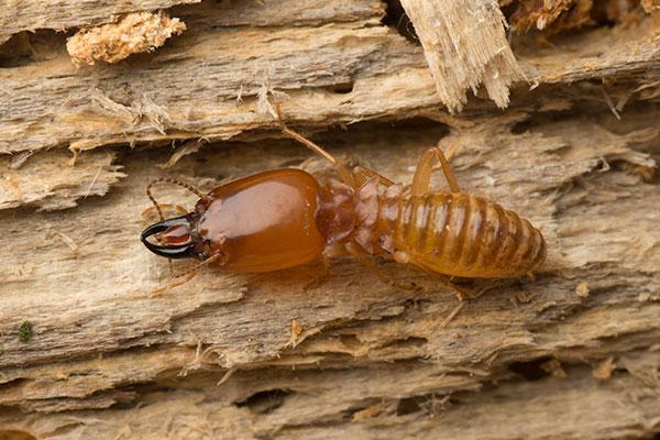 a termite crawling on wood in portsmouth ohio