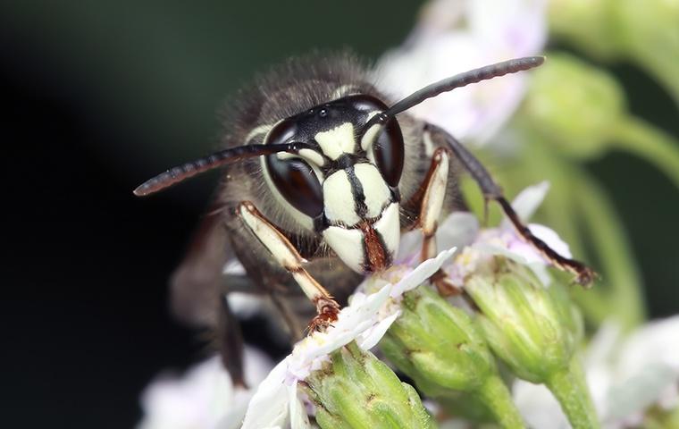 Baldfaced Hornets In Richmond | Common Stinging Insects In VA