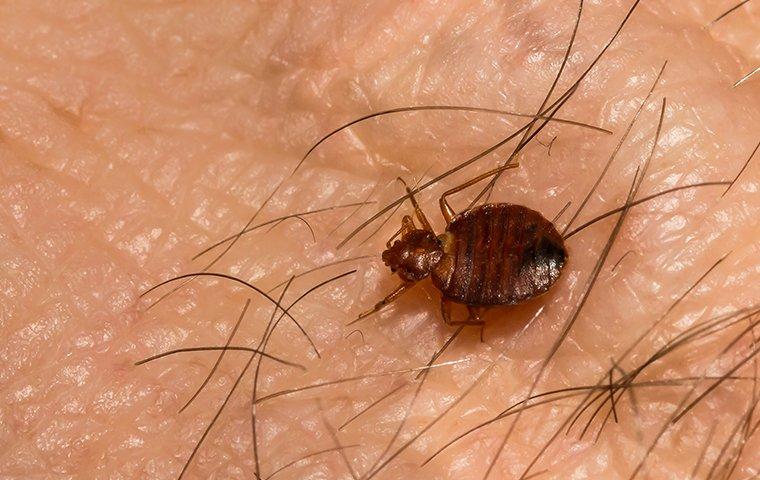 a bed bug crawling on a person