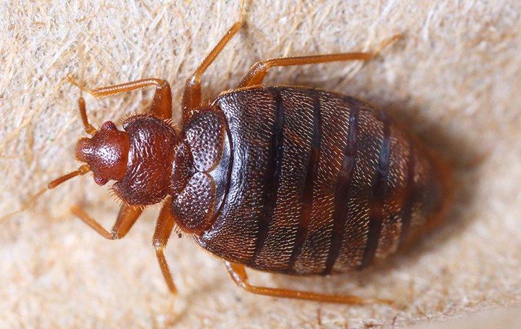a bed bug on a tan box spring