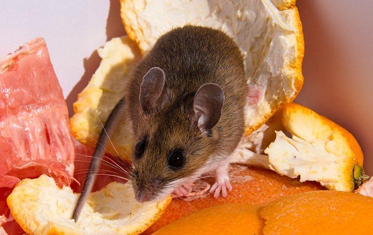 mouse crawling on oranage peels