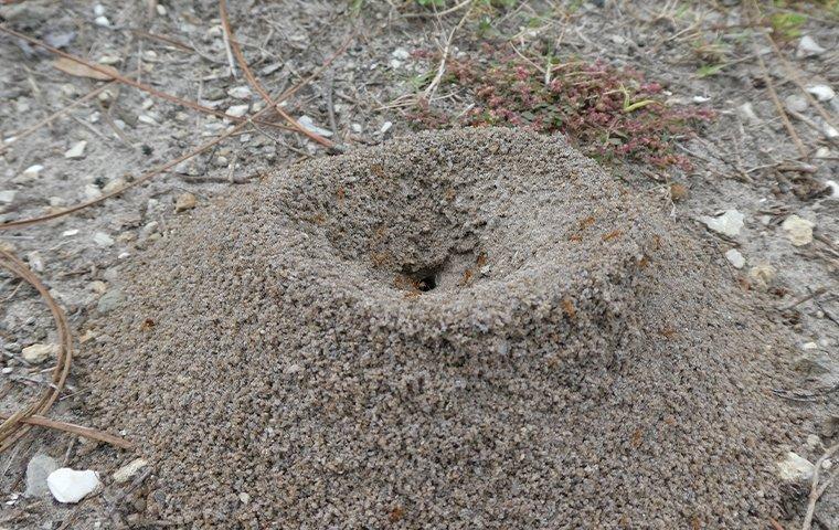 a red ant hill in a yard