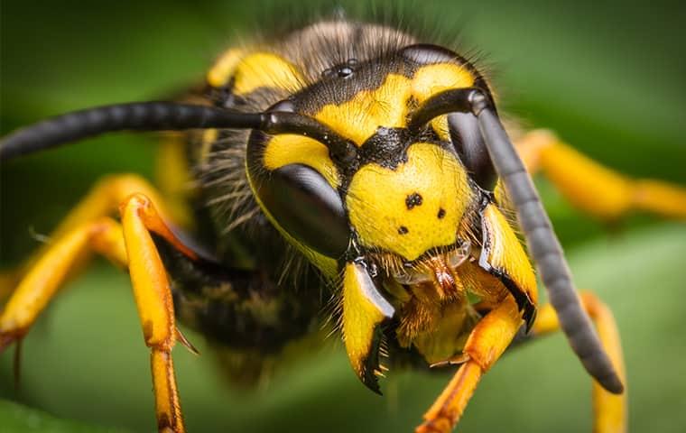 a yellow jacket wasp in a garden