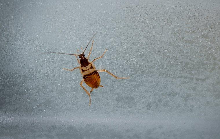 brown banded cockroach on window