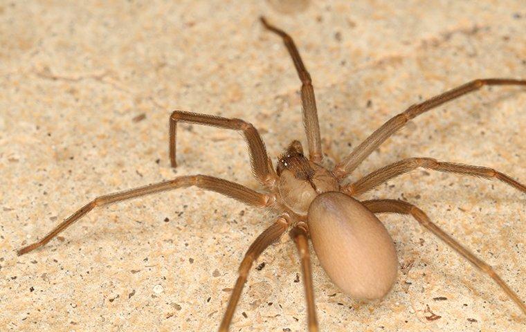 brown recluse spider on tiled kitchen floor