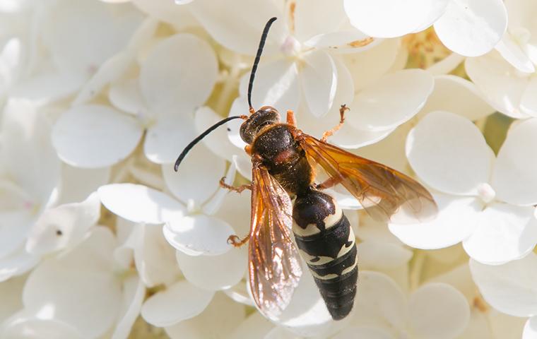 cicada killer on flower blossoms