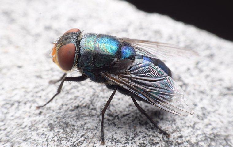 cluster fly on rock outside of home