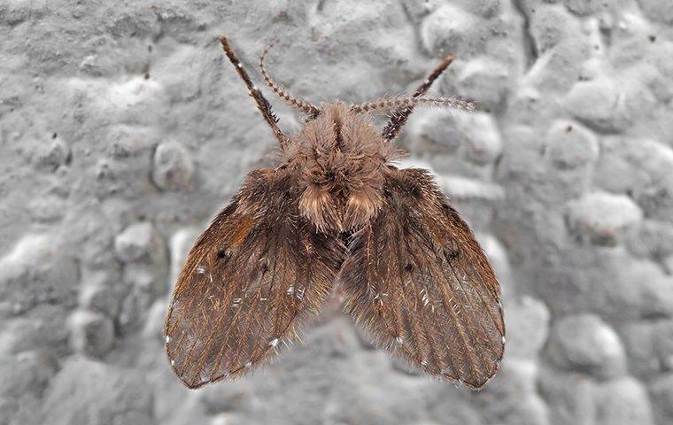 drain fly on bathroom wall