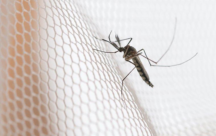 a mosquito on a bug net
