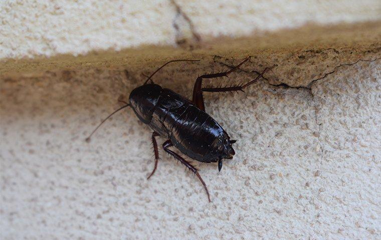 oriental cockroach on foundation of home