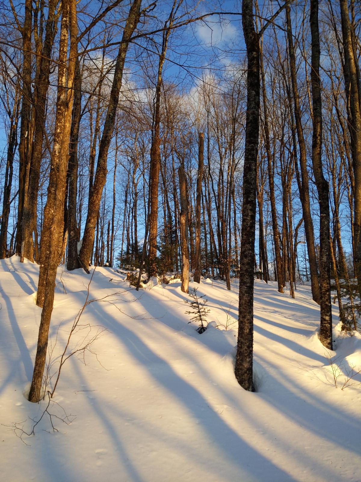 Sunlight on the snowy ground is one of the joys of the winter woods.