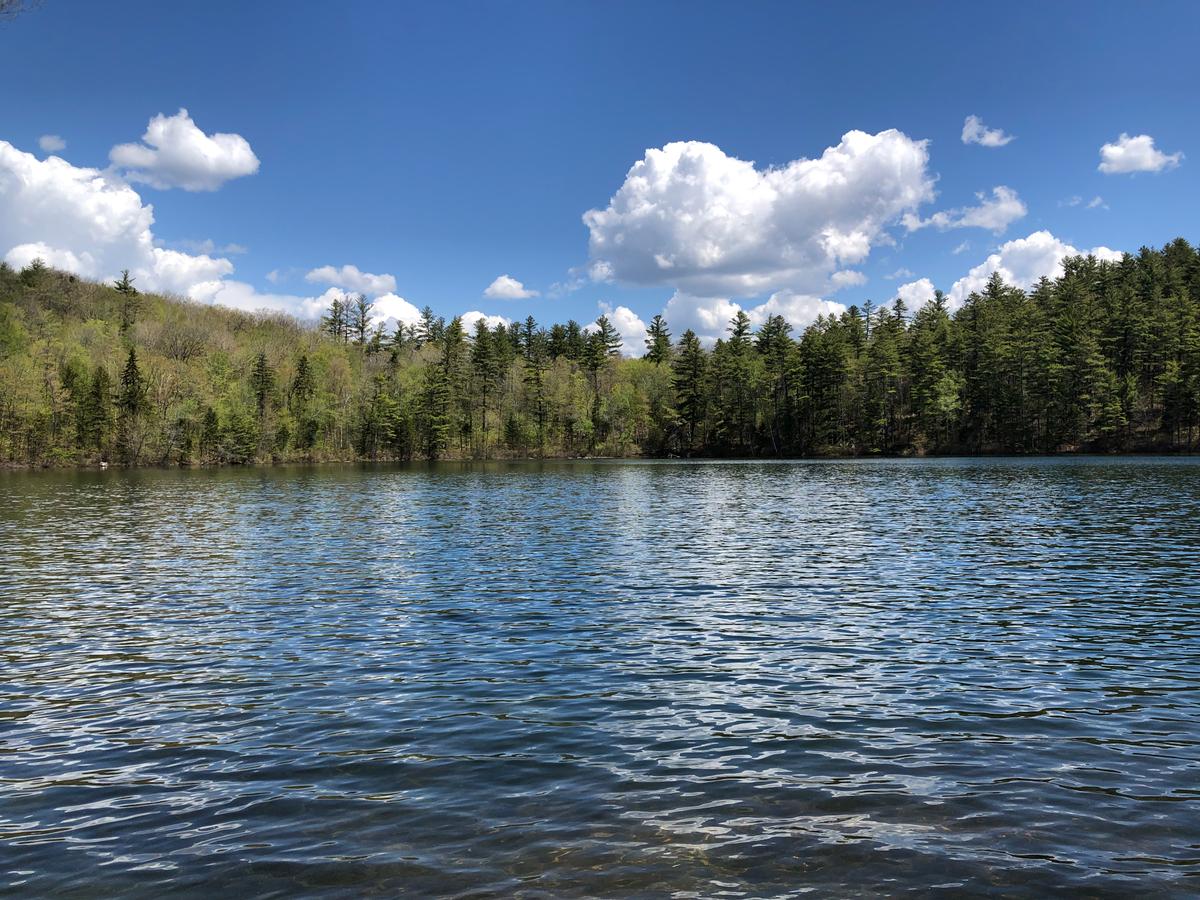 A view of Cole Pond, lined by pine trees, with a blue sky overhead.