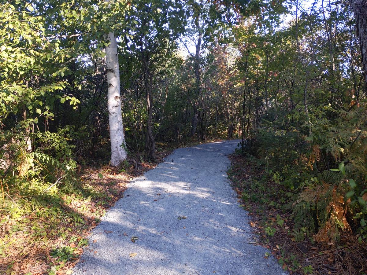 A compacted gravel trail enters the forest next to a birch tress