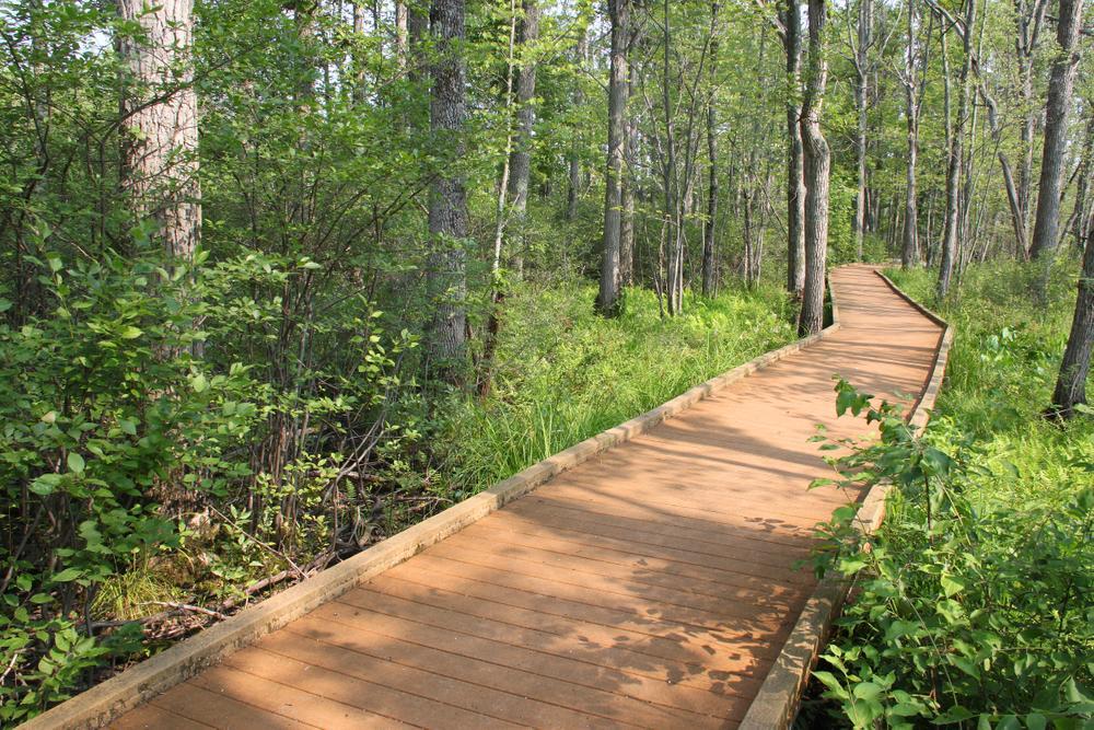 A boardwalk goes through a green forest
