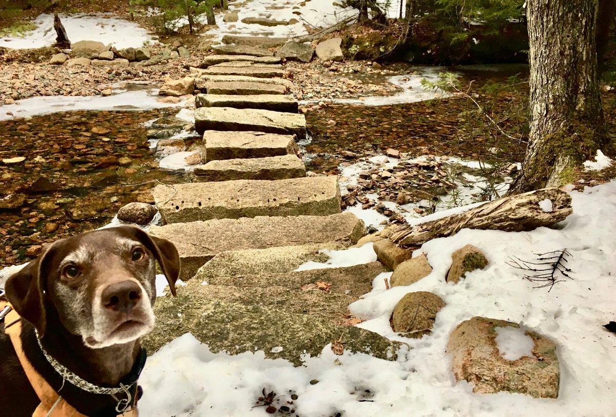 Unfortunately Spring snow melt can reveal not just the trail, but also the waste that dog owners neglected to pick up during the winter months.