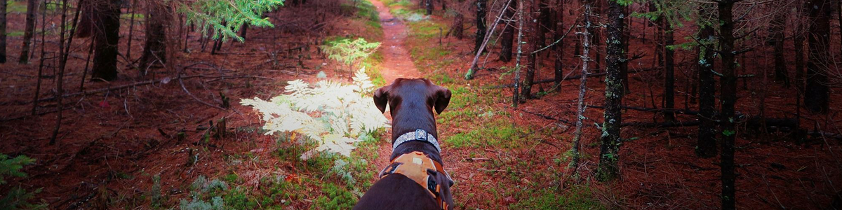 A dog gazes down a forested trail