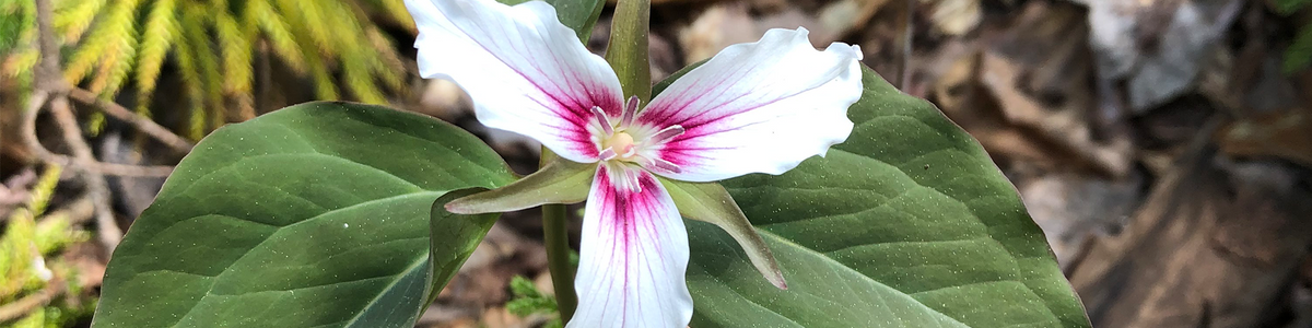 A close-up photo looking downwards at a painted trillium flower