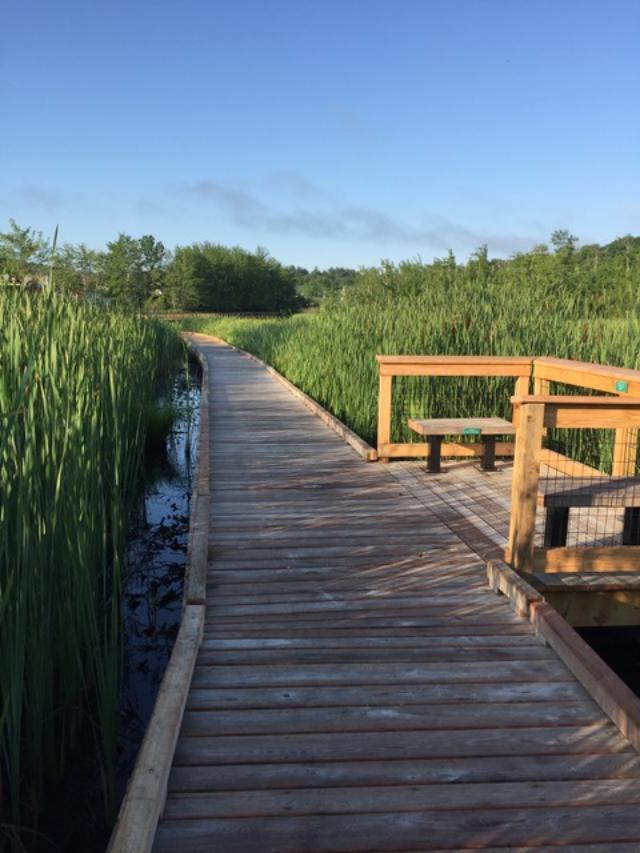 An accessible boardwalk travels through a marsh