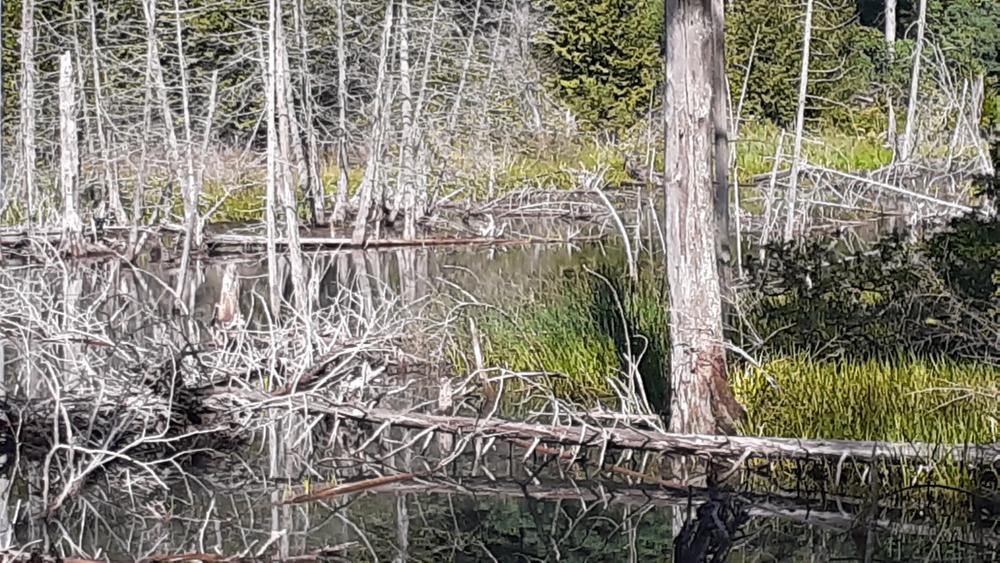 Prime wildlife habitat at the beaver pond at Raven Ridge Natural Area.