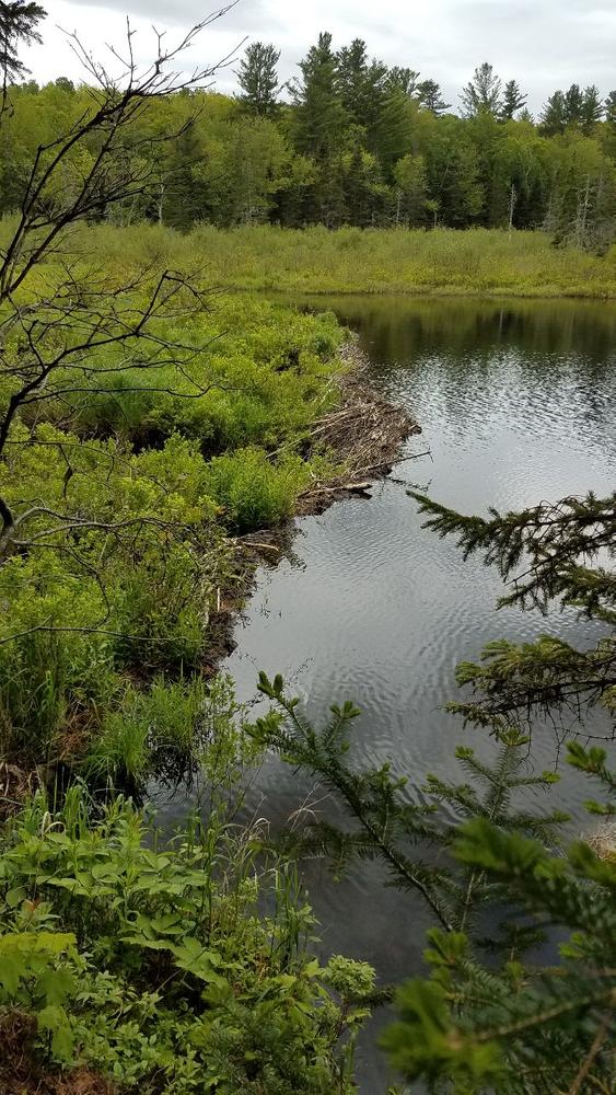 Grantham's Sherwood Forest Trail Finder